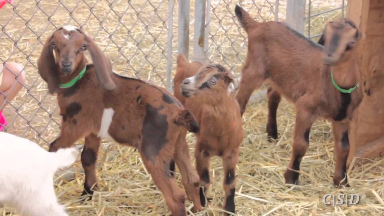 Baby Goats at Prairie Fruits Farm and Creamery YouTube
