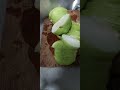 #asmr #cuttingskills #cutting #healthy #refreshing #guava  #fruit #satisfying #relaxing #shorts