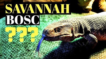 Are Savannah Monitors And Bosc Monitors The Same?