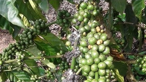 Vua đặc trị rầy rệp sáp, mọt đục cành, sùng hại – Giải pháp mạnh cho cây ăn trái