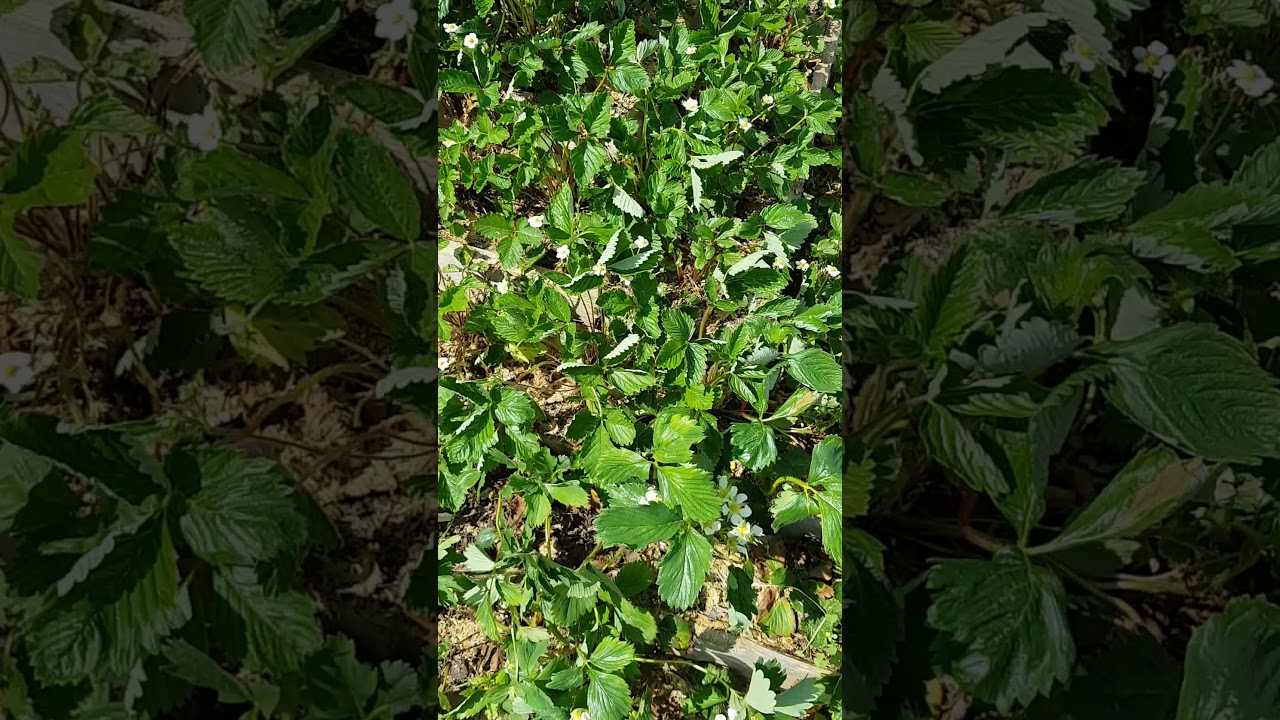 Pyramide de fraise avril 2018. Potager Permaculture Moselle