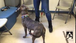 How to Apply Topical Flea Medication