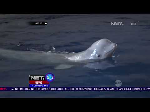 Video: Paus Tiba Di Tempat Perlindungan Ikan Paus Iceland Beluga