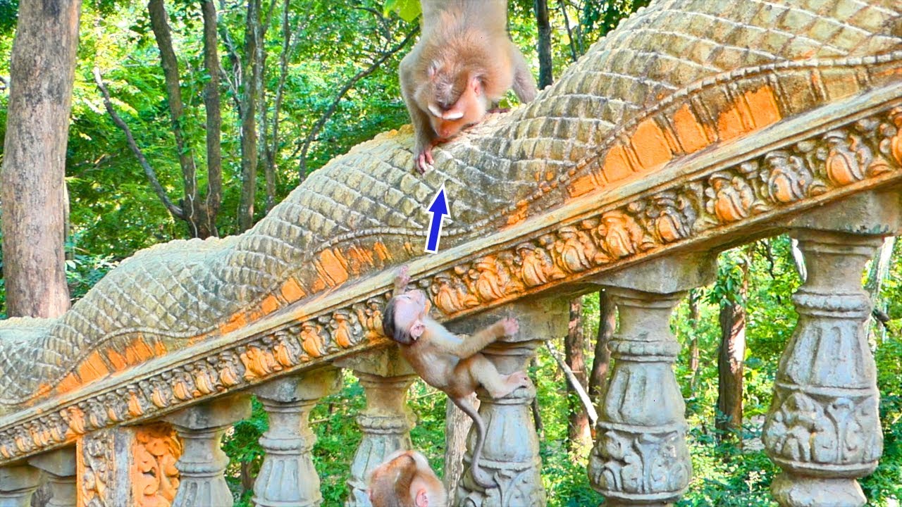 Wow ! Baby monkey SABA has feels scared adult monkey RED - when he want to climb up to walk plays