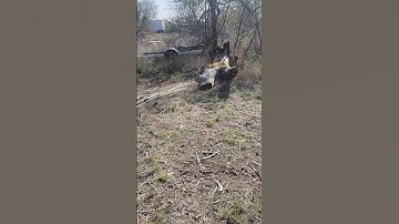 Removing Tree Stump with the Mechanical Advantage of Snatch Blocks #shorts