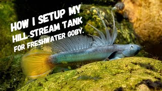 Hill-stream tank for Freshwater goby. Sicyopterus / Stiphodon / Lentipes / Sicyopus and so on
