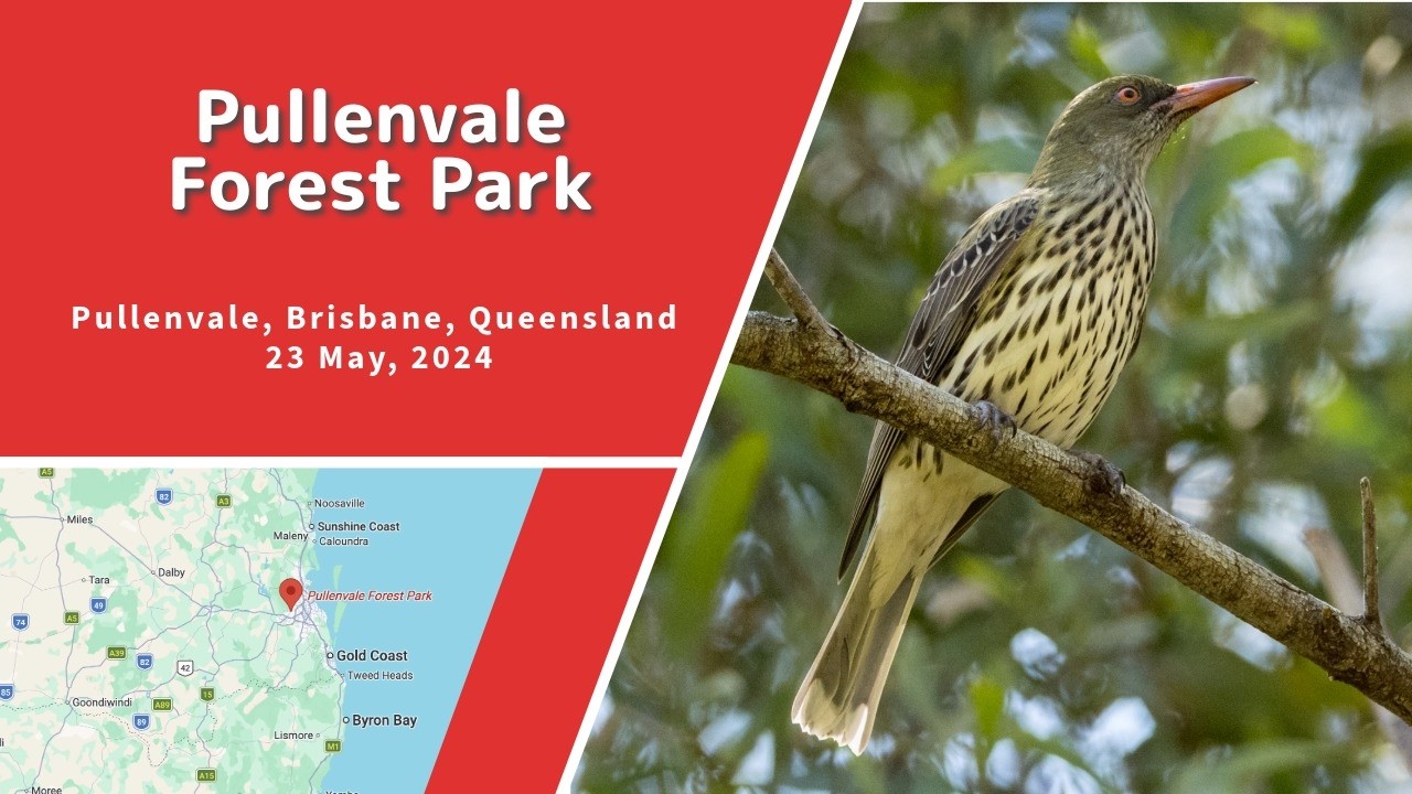Pullenvale Forest Park, Pullenvale, Brisbane, Queensland