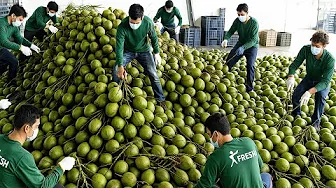 How Millions of Coconuts Are Processed Into Fresh Coconut Water | Coconut Water Production