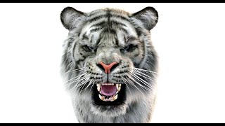 Rigged White Tiger 3D Model with Fur for Download | PROmax3D screenshot 5
