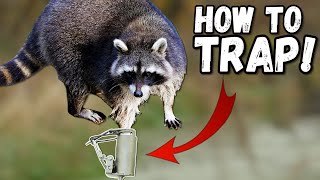 RACCOON TRAPPING for BEGINNERS!!! + (Fur Tanning Tips)