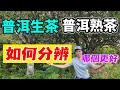 普洱茶是什麼茶葉 | 普洱熟茶和生茶如何分辨 | 普洱茶的分類