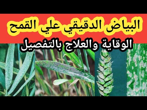 فيديو: البياض الدقيقي على نباتات الشعير - علاج مرض البياض الدقيقي للشعير