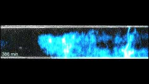 Bacterial waves in a microfluidic device