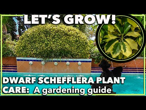 Vídeo: Cultivando plantas Schefflera ao ar livre - Como cuidar de plantas Schefflera ao ar livre