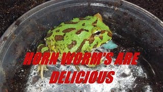 Horn-Worm Feeding Geckos, Bearded Dragon, Pacman Frogs