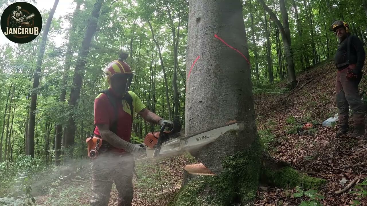 Hrubé buky v kopci na záver turnusu