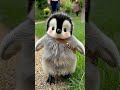 Penguin Cuteness Overload 🐧😍