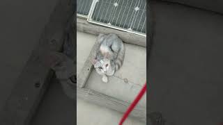 manno cat cute kiteen #ytstudio #ytshorts #shortsviral