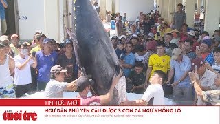 Ngư dân Phú Yên câu được 3 con cá ngừ khổng lồ
