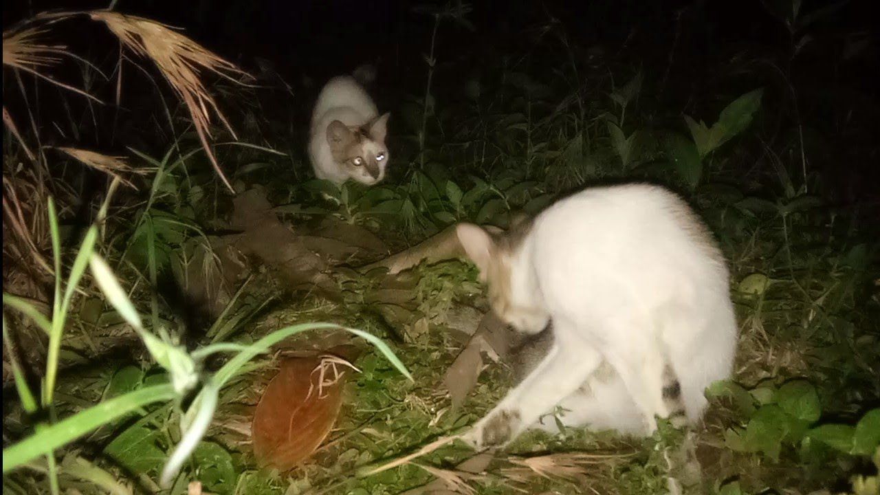 LUCU BANGET/ KUCING BERMAIN SAMPE NGAGETIN TEMANNYA, DAN INILAH YANG ...