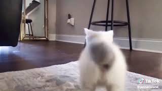 Dancing kitten