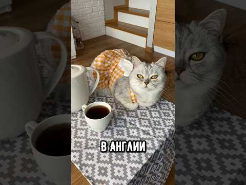 Как мурлыкают котики в разных странах  #коты #кошка #кот