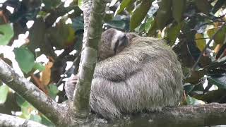 Costa Rica 3 Toed Sloth By Mario