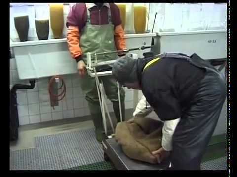 Le Brochet - Inspection de la pêche du Canton de Berne
