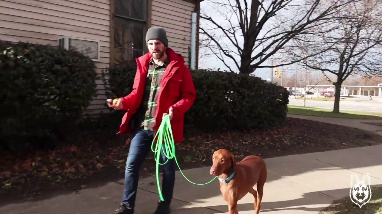 Teaching Your Dog To Come When Called With An ECollar YouTube