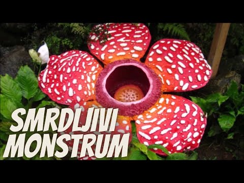 Video: Rafflesia Arnoldi i Amorphophallus Titanium - najveće cvijeće na svijetu