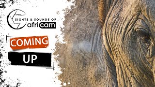Sights and Sounds of Africam - 24 April 2024