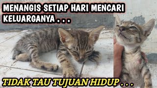 Anak kucing ini menangis ditinggal induk dan 3 sodarahnya ditabrak mobil‼