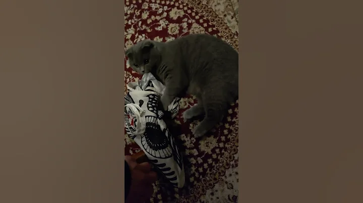 Watch the video about British Shorthair Cat Refuses to Let Go of Bag