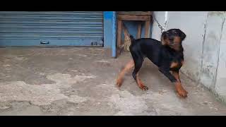 #Doberman female 5month puppy available good lineage available in Mysore Karnataka