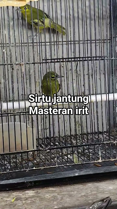 sirtu heart masteran agile economical #masteranburung #masteranmuraibatufullisian #kicaumanianusa...
