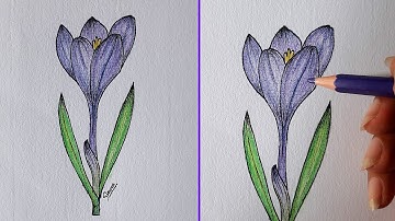 How to draw Crocus -Colors Pencil/ Sinoun Drawing