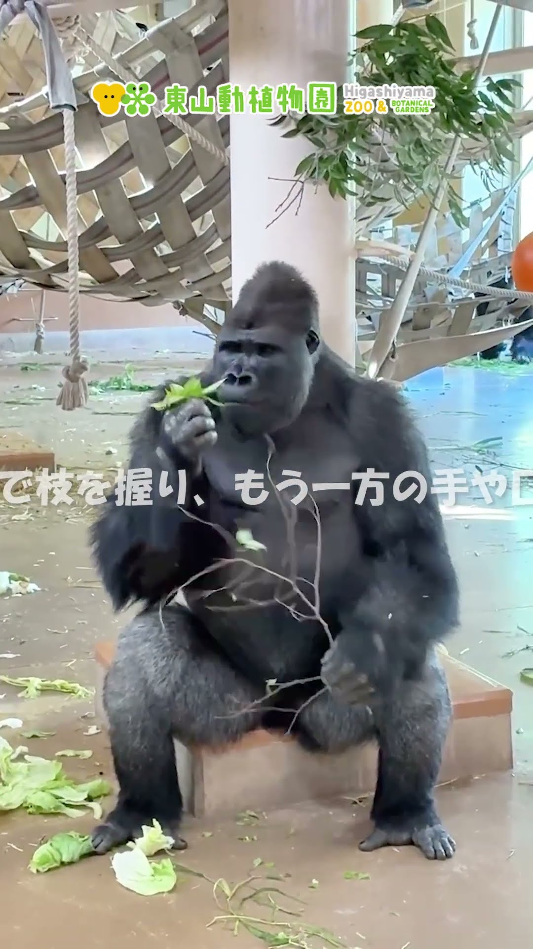 東山動植物園公式】キヨマサの新芽シリーズ《 ニシローランドゴリラ