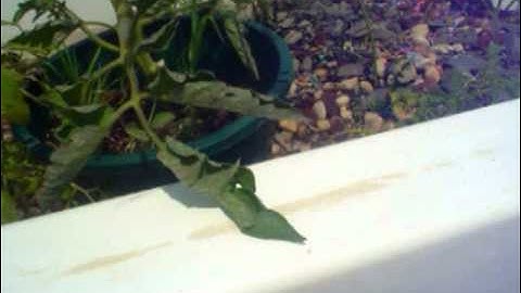 Prototype Aquaponics System - Full Sun