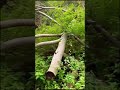 Just nature and music... // Nur die Natur und die Musik ...