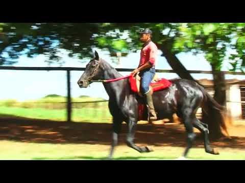 LOTE 16   FRENATA DA SANTA VITORIA