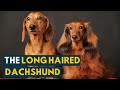 Long Haired Dachshund: Your Guide to This Undeniably Cute Weiner Dog!