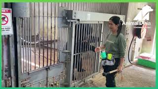 Bear physiotherapy program at Animals Asia Vietnam Bear Rescue Centre ABMA 2022