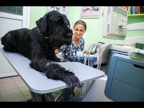 Видео: Кошачьи астмы и пазлы