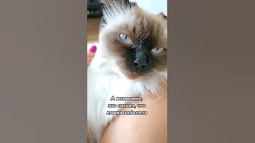 Могут ли кошки плакать слезами?