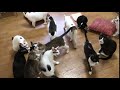 猫家 ちゅ～る後の集会 R2.07.05【日常のひとコマ】