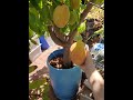 Hydroponic Mango