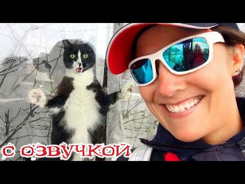 Приколы с котами! СМЕШНЫЕ ЖИВОТНЫЕ! С ОЗВУЧКОЙ! Смешные коты!