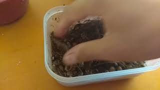 How to germinate cherry blossom/sakura seeds