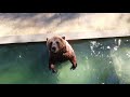 Медведь Мансур увидел квадрокоптер