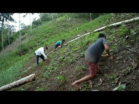Video: Bell Pepper Sa Bukas Na Bukid
